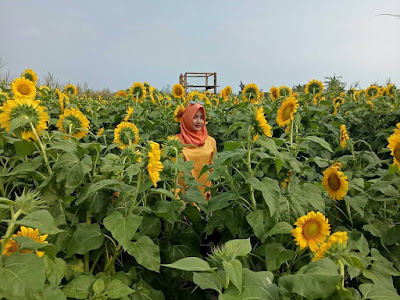 Lokasi Dan Tiket Masuk Kebun Bunga Matahari Pantai Glagah Kulon Progo
