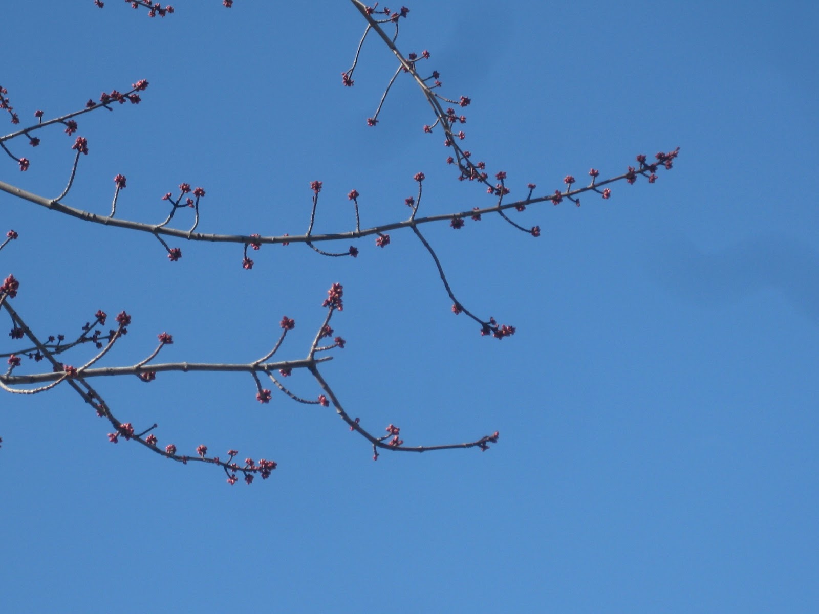 Trees Red maples flowering in April