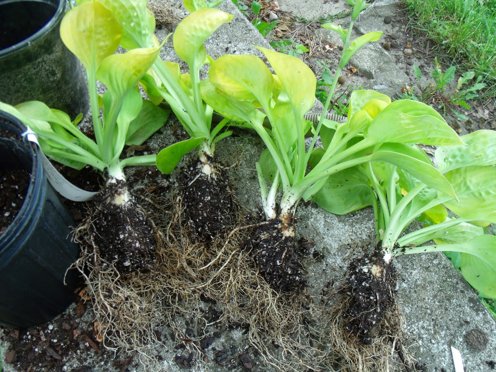 Gear Acres at Top of the Hill: Dividing Hostas and Getting more for ...