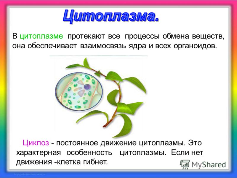 Каково значение деления в жизни растения. Движение цитоплазмы. Движение цитоплазмы в клетках растений. Движение цитоплазмы в растительной клетке. Типы движения цитоплазмы растительной клетки.