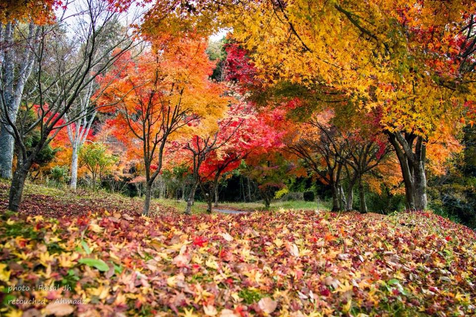 Kehidupan Di  Jepang  Tentang yukata musim  gugur dan musim  