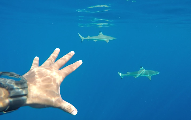 Snorkeling with Sharks in Bora Bora