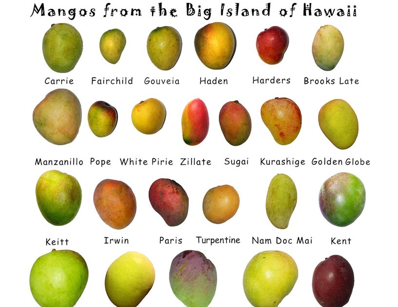 HISTORIA DEL MANGO