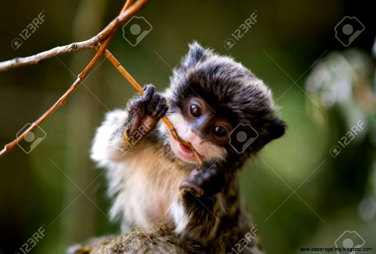 Cute Amazon Rainforest Animals Wallpapers Gallery