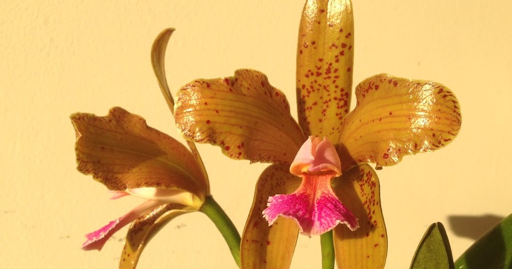 JAPI NEWS Lei transforma orquídea em flor símbolo do Rio Grande do Norte JAPI NEWS Lei transforma orquídea em flor símbolo do Rio Grande do Norte