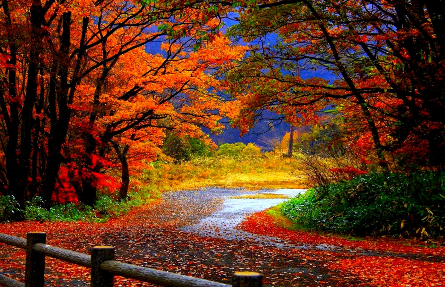 Autumn Wallpaper For Android