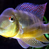 BALZANI (Geophagus Balzani)