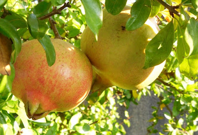 Cultivo da Romãzeira - Punica granatum