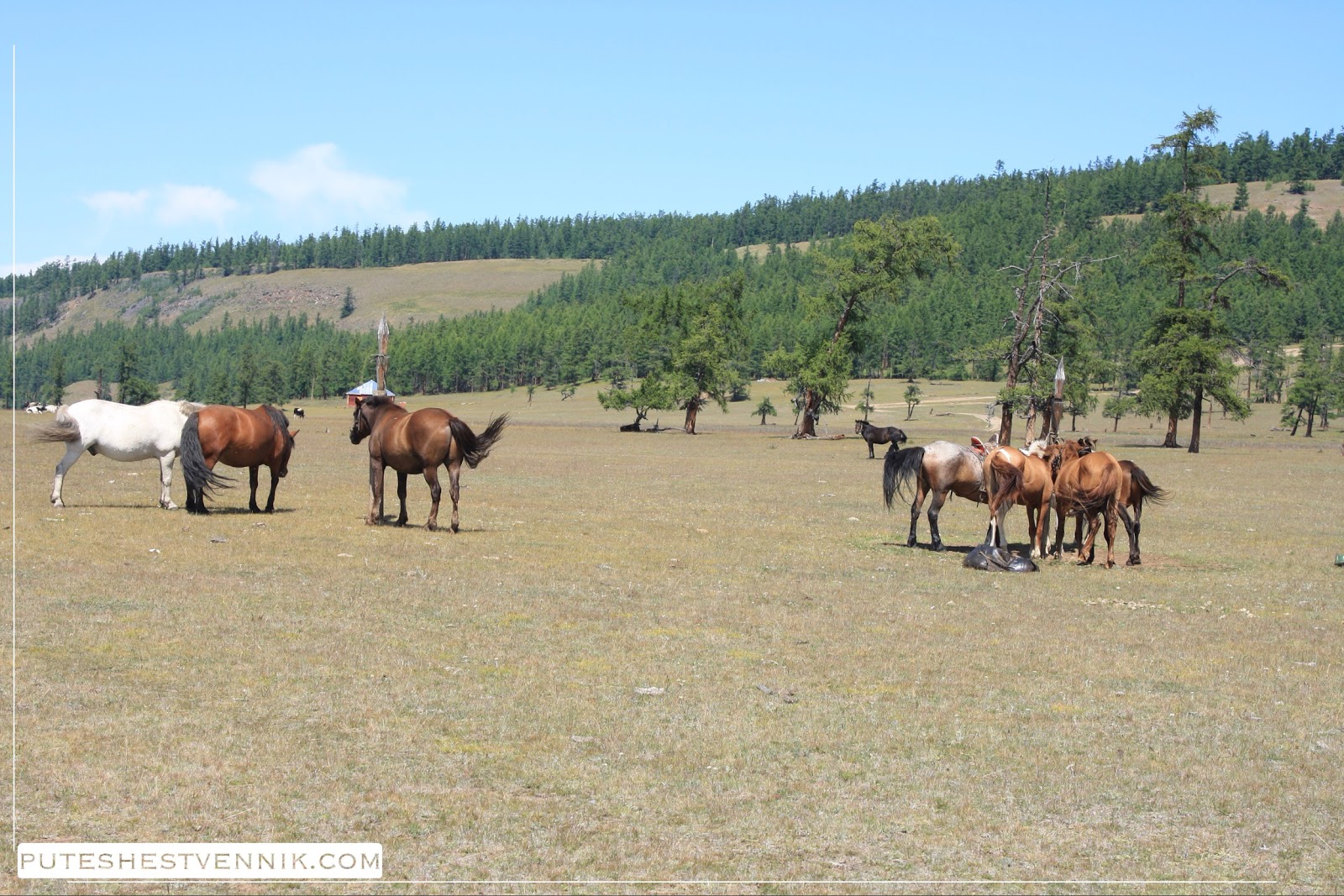 Лошади в Монголии