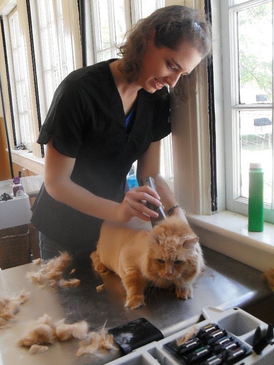 Nose 2 Tail Pet Care Latest News Cat Grooming School Day 5