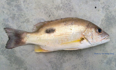 Ikan Tanda