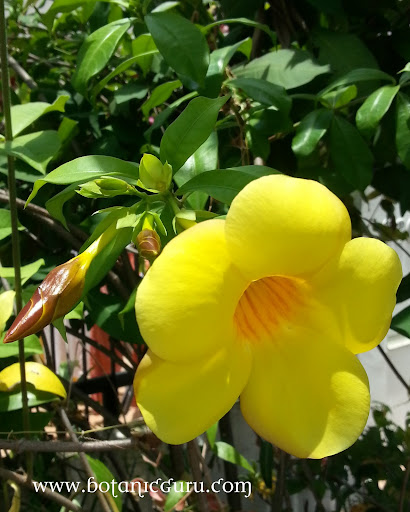 Allamanda cathartica, Golden Trumpet flower