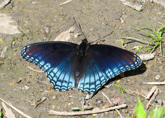 Red-spotted Purple Butterfly - Prospect Park, New York