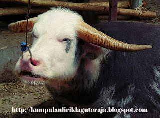 Tedong Bonga - Kerbau Belang Toraja Termahal Tedong Bonga - Kerbau Belang Toraja Termahal