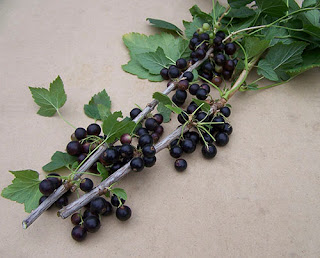 Смородина: черная, красная, розовая и белая.