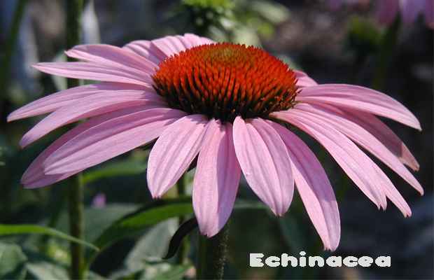 Echinacea daun obat penghilang jerawat