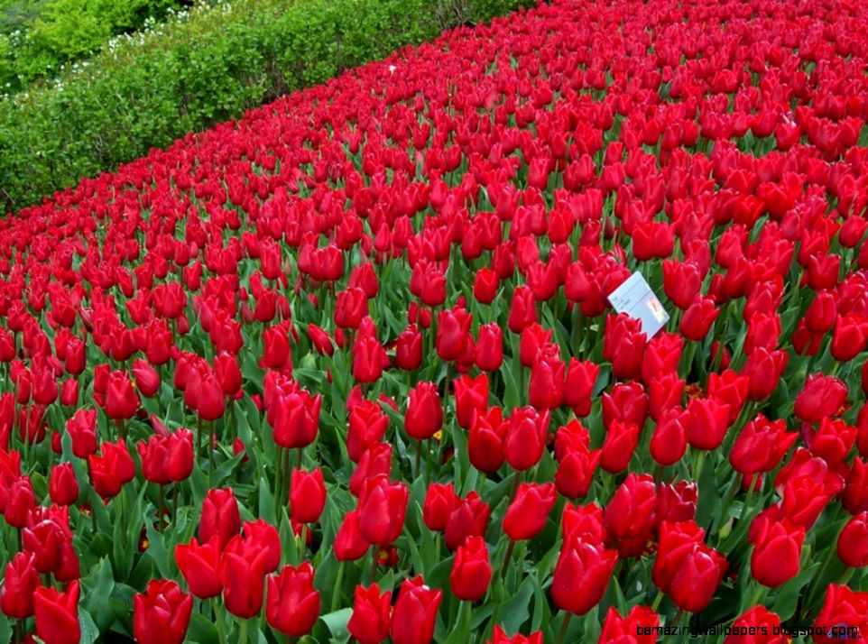 25 Beautiful And Romantic Flower Images – Life Quotes