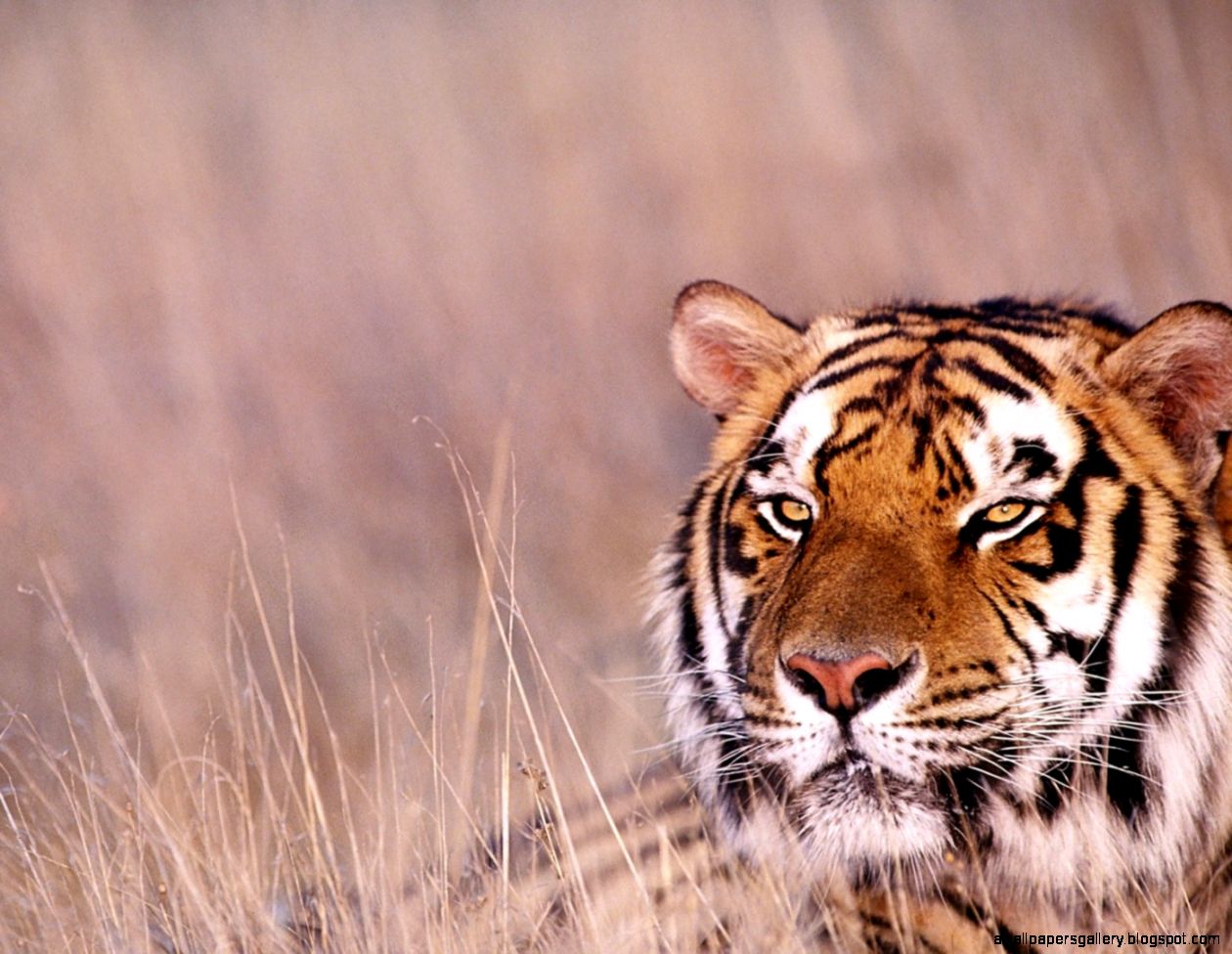 Tiger in 1400x1050 resolution