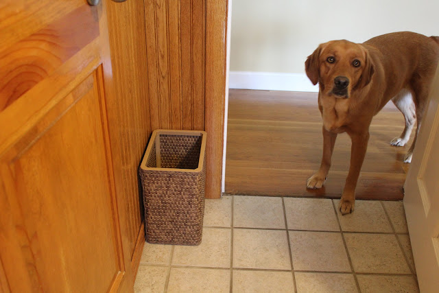 golden lab dog tries to sneak in bathroom for strange addiction