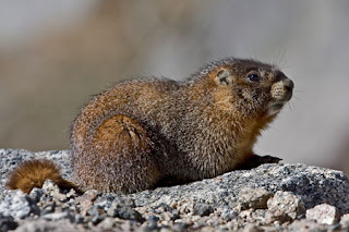 marmota de vientre amarillo Marmota flaviventris