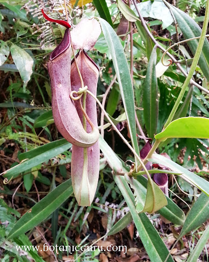 Nepenthes albomarginata in natural habitat