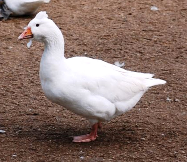 czech goose, czech geese, about czech goose, czech goose breed, czech goose breed info, czech goose breed facts, czech goose care, caring czech goose, czech goose color, czech goose characteristics, czech goose eggs, czech goose facts, czech goose for meat, czech goose for eggs, czech goose ganders, czech goose history, czech goose info, czech goose images, czech goose meat, czech goose origin, czech goose photos, czech goose pictures, czech goose rarity, czech goose rearing, raising czech goose, czech goose size, czech goose temperament, czech goose uses, czech goose varieties, czech goose weight