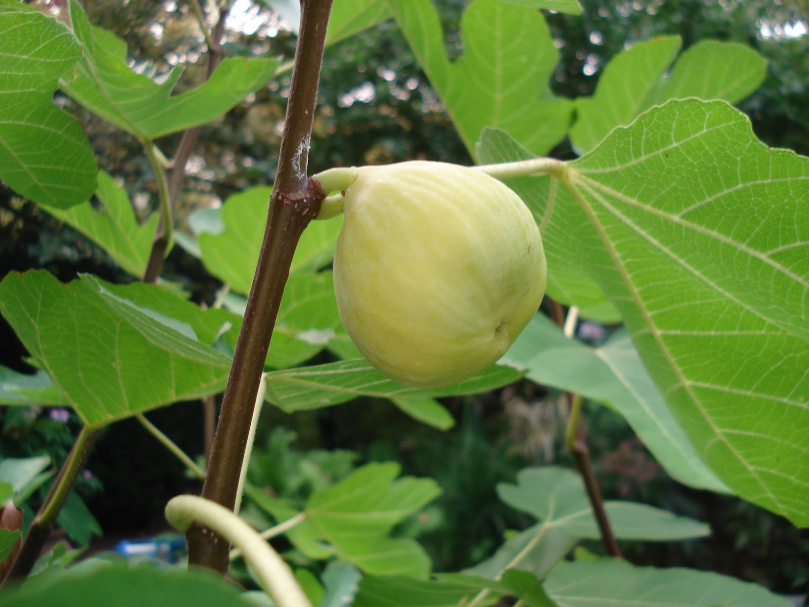 Penn State Extension Philadelphia Master Gardeners FIG HEAVEN