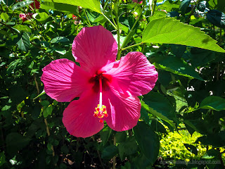 Fresh Red Rose Mallow Flower Blooming In The Garden