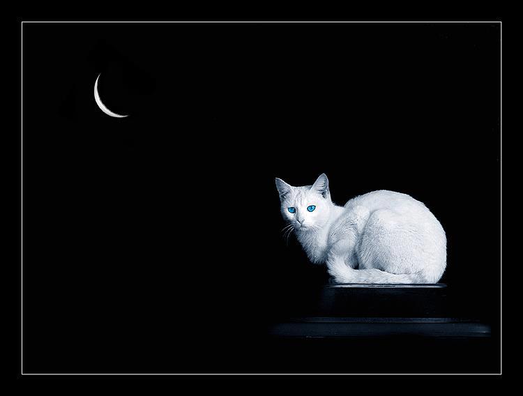 Музыка белая кошка. Белая кошка ночью. Черный кот на белом фоне. Белый кот на темном фоне. Кот на черном фоне.