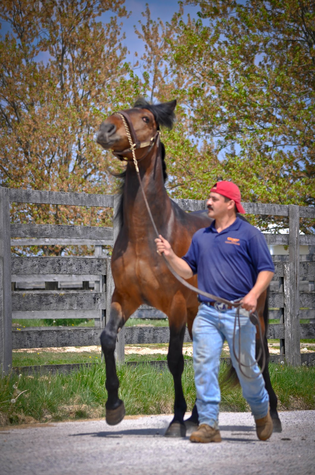 . Sarafina Photography Standardbred Horses at Hanover Shoe Farms