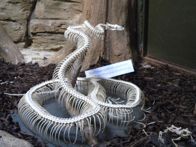 snake skeleton marwell zoo