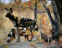 African wild dog Pictures