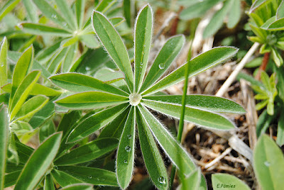 Detalle de una planta con gotas de rocío