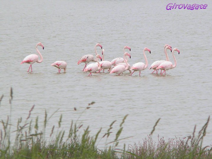 Lo Spettacolo Dei Fenicotteri Rosa Alle Valli Di Comacchio Girovagate Idee Di Viaggio