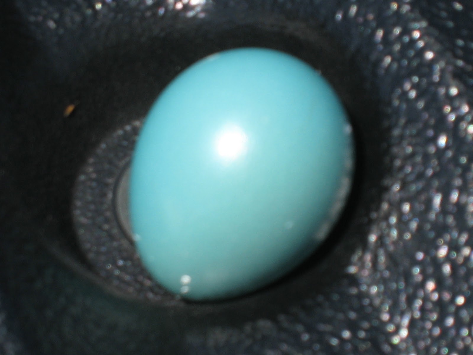 Color in our World: Robin Egg Blue
