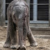 Naissance miracle d'un éléphanteau au Pal