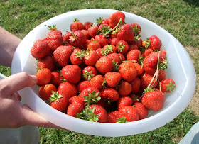Erdbeeren sind so lecker und gesund!