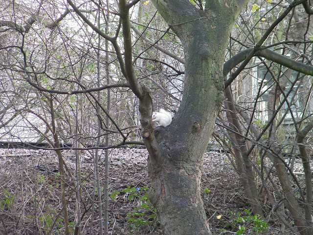 albino squirrel in tree, victoria park portsmouth