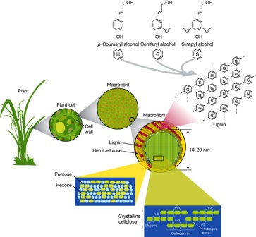 Structure of lignocellulose