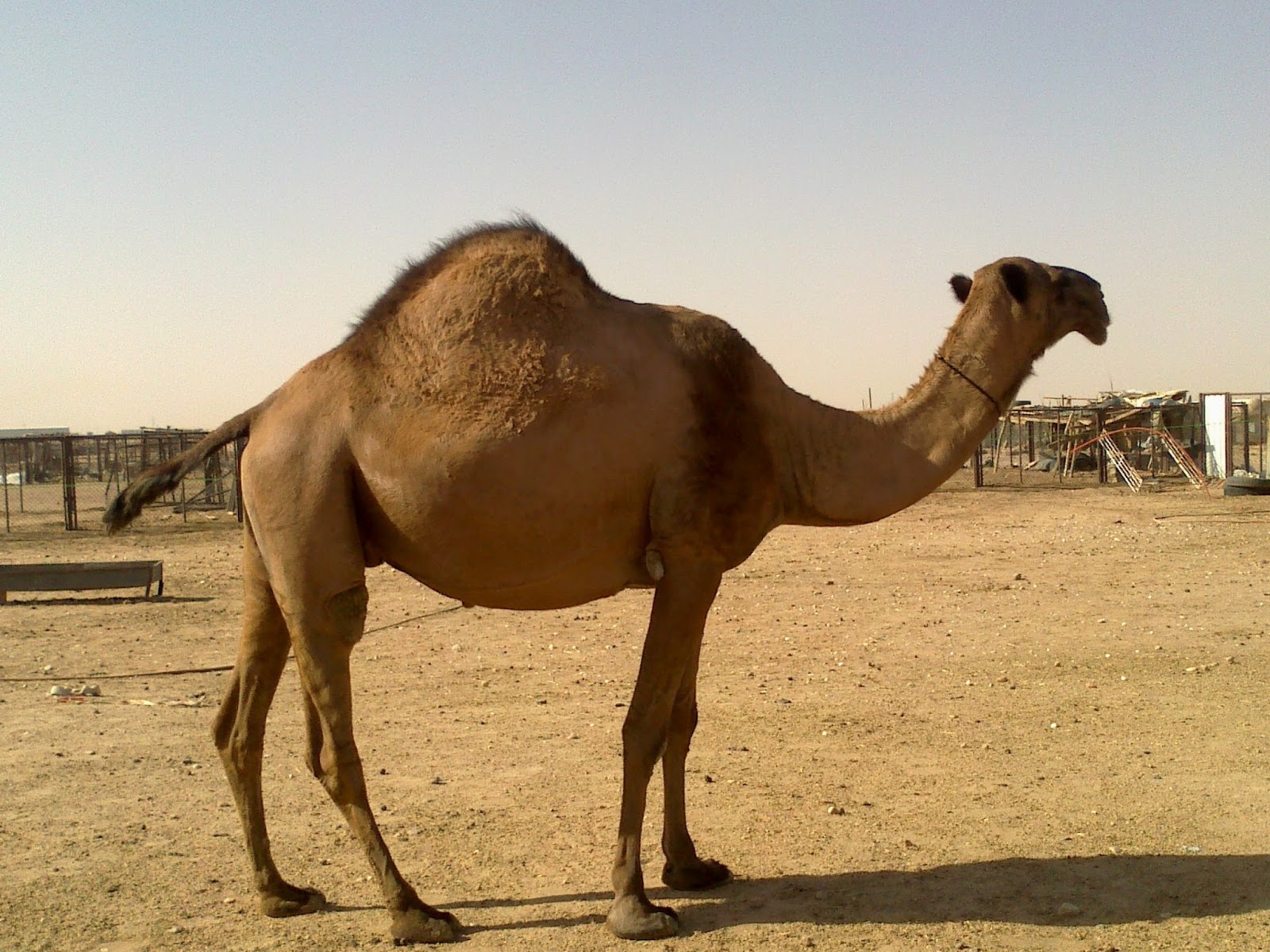 Kriteria Hewan Qurban Pilihan Rasul Mediaislamia Com