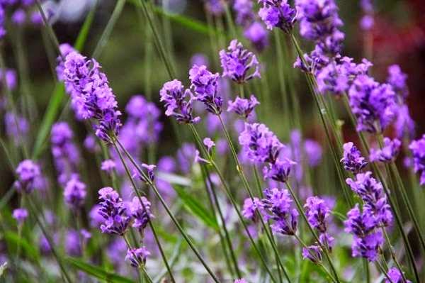 Lavender that Repell Mosquitoes