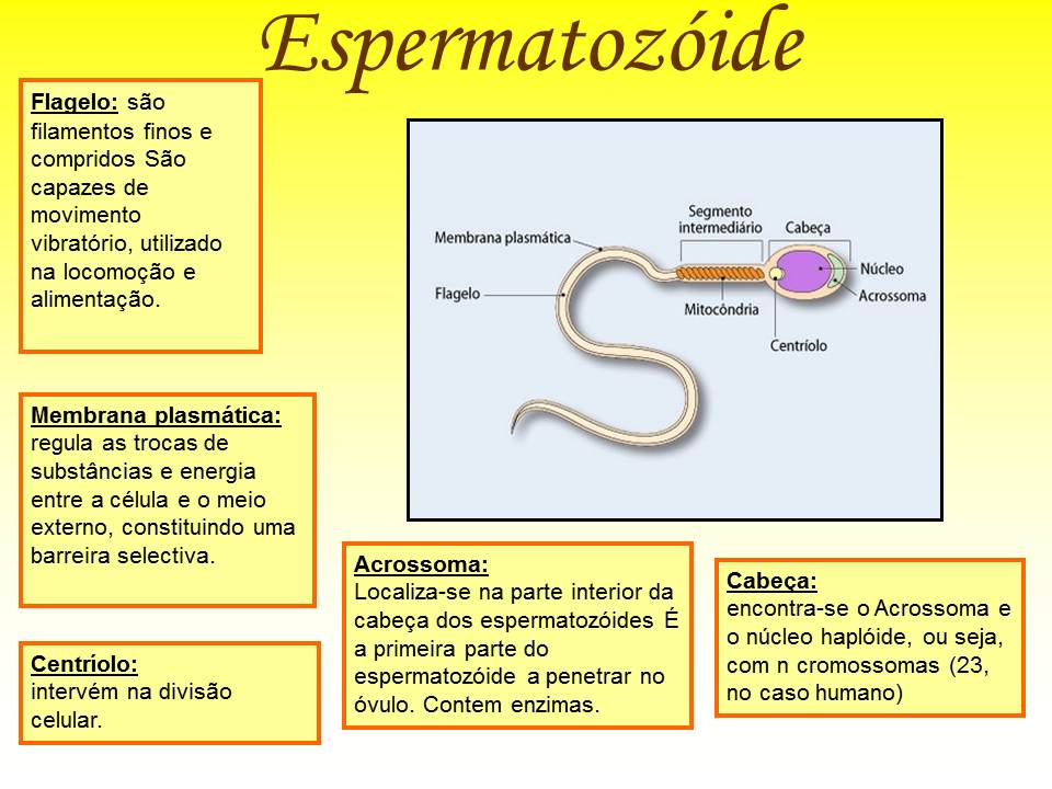 Esperma E Espermatozoide Sao A Mesma Coisa - FDPLEARN