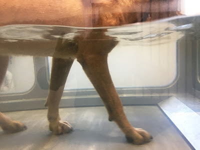Dog using a canine underwater treadmill as part of canine hydrotherapy session