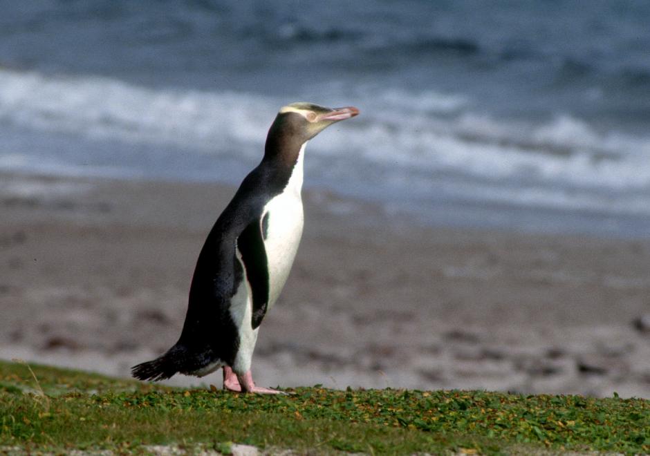 Yellow-Eyed Penguin