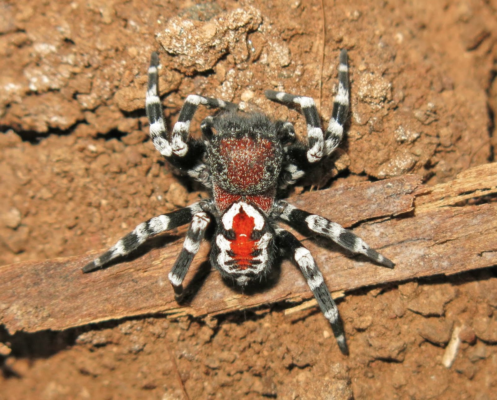 Пауки новой зеландии Пауки новой зеландии