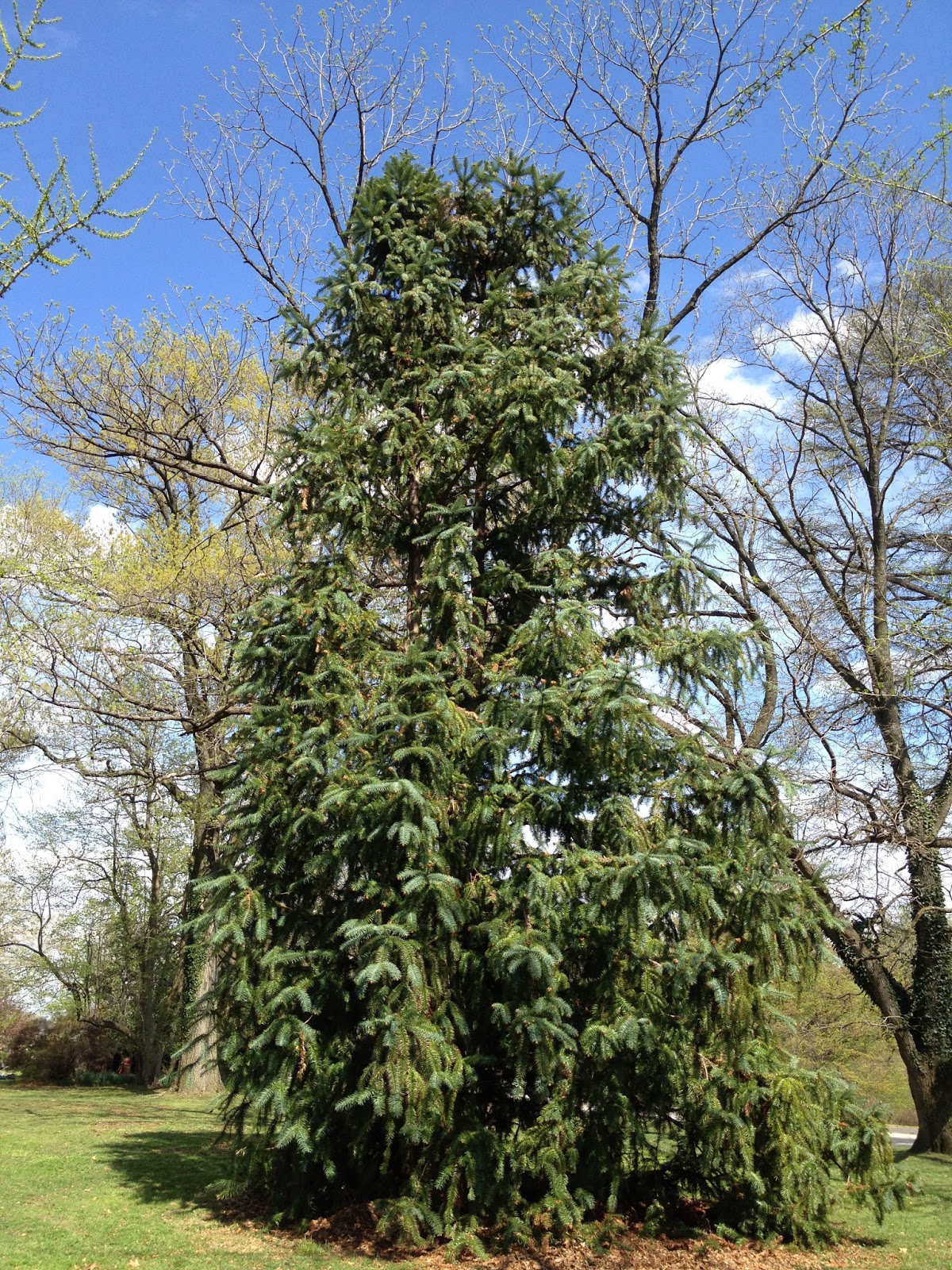 PHILLY TREES Notable Trees List