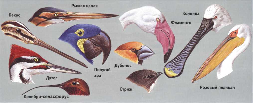 Форма и размеры головы птицы. Типы клювов у птиц. Формы клюва у птиц. Форма клюва у птиц в зависимости от питания. Клюв Фламинго строение.