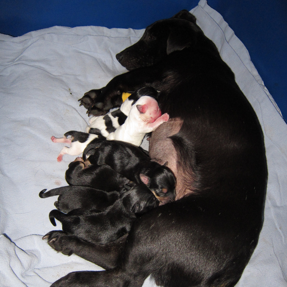 Whelping, when your dog gives birth