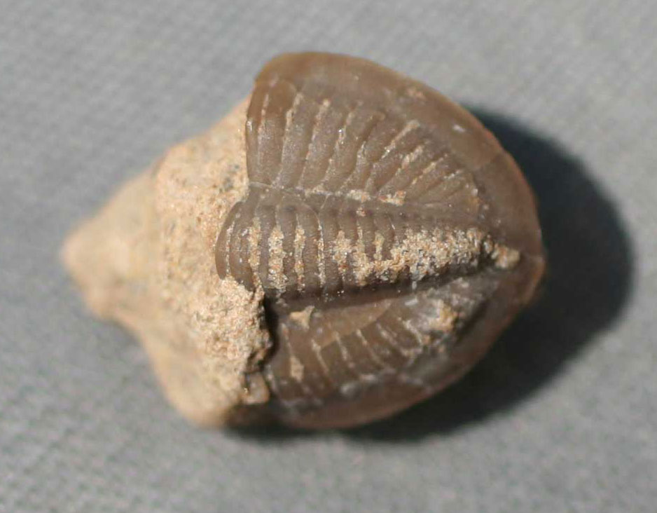 Louisville Fossils and Beyond Griffithides? Trilobite Pygidium