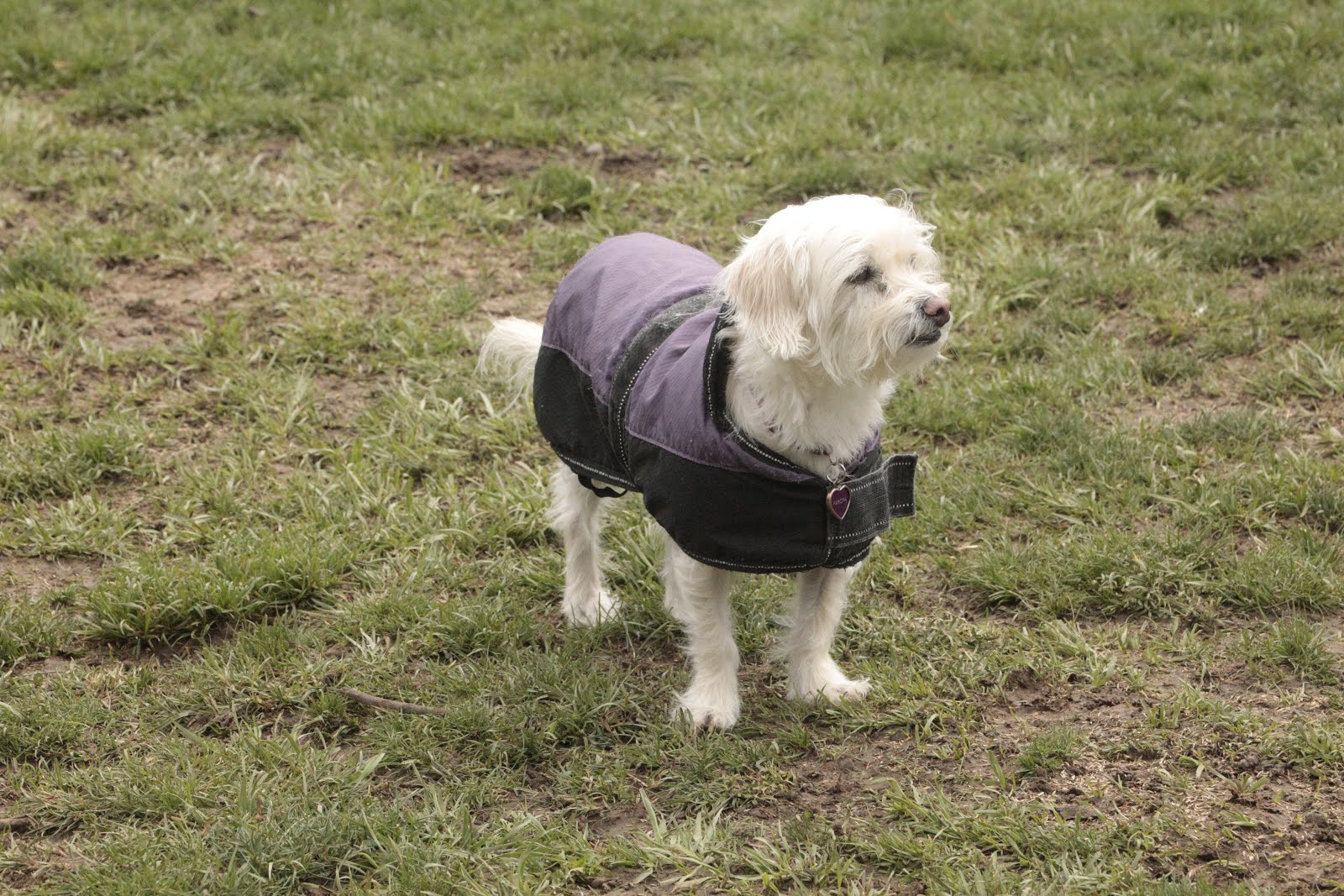 Hunde Abenteuer Land. Tagesbetreuung Ferienbetreuung Zürich Monday